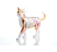 Modelo anatómico de gato en 4D Vision: kit de esqueleto naranja con 28 órganos desmontables for formación y enseñanza veterinaria.