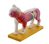 Modelo anatómico de gato para laboratorio hospitalario, anatomía para acupuntura y moxibustión para niños, perros y modelos