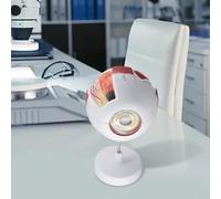 Modelo anatómico de globo ocular para educación científica, anatomía ocular humana aumentada 6X con piezas desmontables, ayuda de enseñanza ocular de PVC compatible con fisiología y (3X)