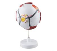 Modelo anatómico de globo ocular para educación científica, estructura de ojo humano ampliado 6x/3x con piezas desmontables, compatible con fisiología y (6 pliegues)