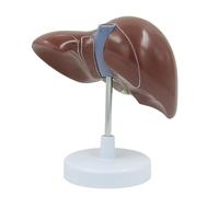 Modelo anatómico de hígado humano a tamaño real 1:1. Enseñanza del órgano con lóbulos, vasos y vesícula biliar for la facultad medicina