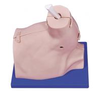 Modelo Anatómico de Hombro para Práctica Quirúrgica, Cuerpo Humano Desmontable, Modelo Humano de Anatomía para Entrenamiento en Artroscopia