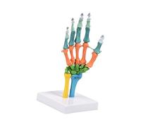 Modelo anatómico de hueso de mano humana con piezas móviles, modelo de anatomía de esqueleto humano codificado por colores para entornos clínicos