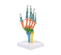 Modelo anatómico de hueso de mano humana de tamaño real para educación, codificado por colores, modelo de anatomía de esqueleto con herramienta de muñeca móvil para estudiantes