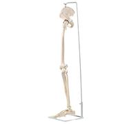 Modelo anatómico de hueso de miembro con cadera y articulación sacroilíaca esquelética colgante para enseñanza clínica anatomía ahorro de espacio visual