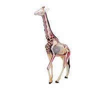 Modelo anatómico de jirafa, modelo animal de anatomía con 27 órganos extraíbles for demostración de enseñanza de animales, entrenamiento veterinario en clínica de mascotas, modelo de anatomía exquisit