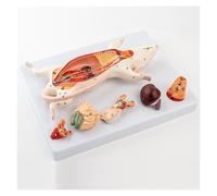 Modelo anatómico de la anatomía de la Estructura del órgano Interno de la Rata del ratón for la enseñanza de la biología Experimental