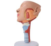 Modelo Anatómico De La Anatomía De Los Músculos Nasofaríngeo, Traqueal Y Faríngeo Modelo De Demostración Didáctica For La Rehabilitación Del Trastorno De La Deglución Del Músculo Faríngeo En Anillo