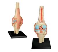 Modelo anatómico de la articulación de la rodilla - 19 piezas desmontables modelo de enseñanza médica - modelo de rodilla anatómica de enseñanza médica - para ayuda de entrenamiento educativo médico