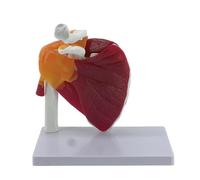 Modelo anatómico de la articulación del hombro muscular que muestra la musculatura desde el manguito rotador hasta la articulación humana subescapular