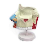 Modelo anatómico de la cavidad nasal agrandado 3 veces, esqueleto de los senos nasales tamaño natural, modelo educativo médico detallado para estudios otorrinolaringológicos Humano Desmontable