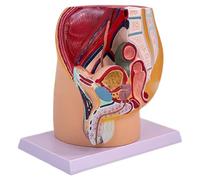 Modelo anatómico de la cuenca materna masculina para obstetricia instalaciones de entrenamiento clínico