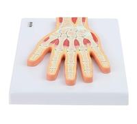 Modelo anatómico de la estructura de la sección del músculo esquelético de la articulación de la mano utilizado en la enseñanza médica y la comunicación médico-paciente.