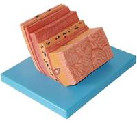 Modelo anatómico de la pared del estómago humano, modelo de ampliación de la pared del estómago, material didáctico médico de anatomía gástrica del sistema digestivo humano