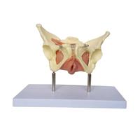 Modelo anatómico de la pelvis femenina con órganos removibles y músculos del suelo pélvico; modelo detallado de 27 cm para la educación médica para médicos. Humano Extraíble