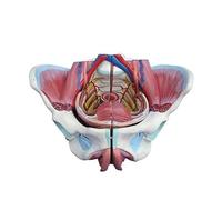 Modelo anatómico de la pelvis femenina con órganos, vasos sanguíneos y músculos del suelo pélvico extraíbles. Tamaño real (1:1) Para fines educativos médicos. Humano Extraíble