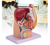 Modelo anatómico de la pelvis femenina/masculina, modelo del sistema urinario, herramienta didáctica anatómica de 4 partes para el estudio de los músculos del suelo pélvico, ideal para demostraciones