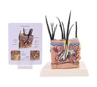 Modelo Anatómico De La Piel De Perro De Un Perro Veterinario Veterinario Anatomía Pantalla Enseñanza Y Ayuda De Investigación Herramienta De Enseñanza Para Perros Piel Recursos De Enseñanza Lumbar