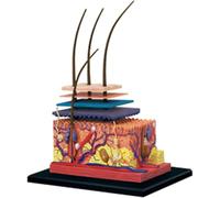 Modelo anatómico de la piel humana, modelo de anatomía de la estructura del folículo piloso de la piel agrandada, muestra la estructura en capas del ciclo del proceso de crecimiento del