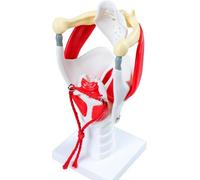 Modelo anatómico de laringe con cartílago móvil, modelo de anatomía laríngea humana, herramienta de enseñanza de estructura de cuerdas vocales y garganta for entrenamiento de