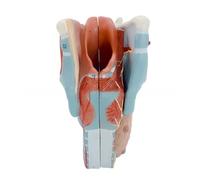 Modelo anatómico de laringe humana extraíble, modelo de anatomía de garganta humana, modelo 2X de anatomía de garganta agrandada, accesorio de enseñanza para estudiantes de laringe anatómica