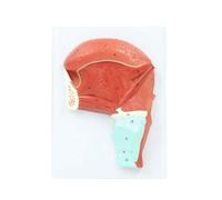 Modelo anatómico de lengua y músculos orales humanos con marcas numéricas numeradas. Estructura detallada de la glándula lingual y los músculos. Humano Extraíble