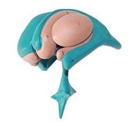 Modelo anatómico de los ganglios de la base del cerebro humano; modelo desmontable de núcleos cerebrales profundos con tálamo para el estudio en neurología Humano Desmontable de