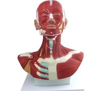Modelo anatómico de los músculos de la cabeza y el cuello para estudios de anatomía humana, entrenamiento de microplástico para educación en cirugía facial