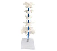 Modelo anatómico de los Nervios espinales - Modelo de vértebras humanas - Modelo anatómico médico de la Columna Vertebra