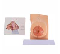 Modelo anatómico de mama: maniquí detallado de anatomía femenina para educación médica y formación