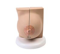 Modelo Anatómico De Mama - Modelo De Anatomía De Órganos Humanos - Modelo De Mama Femenina - Modelo Anatómico De Sección Transversal De Mama Patológica Anatómica Médica - Modelo Médico De Enseñanza