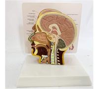 Modelo anatómico de media cabeza humana, modelo de anatomía facial de sección transversal con estructura cerebral for laboratorio de ciencias de biología en el aula médica