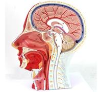 Modelo anatómico de media cabeza humana, modelo muscular de cabeza, tamaño real, cavidad nasal, garganta, anatomía cerebral, modelo de enseñanza con detalles neurovasculares y musculares superficiales