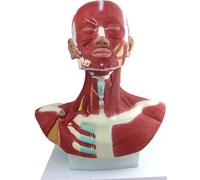 Modelo anatómico de músculos pectorales, cabeza y cuello; modelo del cuerpo humano; modelo anatómico de cabeza y músculos humanos for entrenamiento en microcirugía facial y cirugía muscula