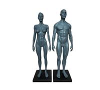 Modelo anatómico de músculos y esqueletos del cuerpo humano, 11 pulgadas, figura de anatomía humana de 2 piezas