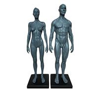 Modelo anatómico de músculos y esqueletos del cuerpo humano - Figura de anatomía de 11 pulgadas