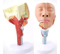 Modelo anatómico de nariz y laringe para educación médica, modelo muscular faríngeo para estudio de fisiología y enseñanza