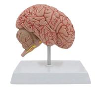 Modelo anatómico de nervio cerebral con base a escala 1/2. cerebro humano que muestra la irrigación cerebrovascular y los nervios craneales