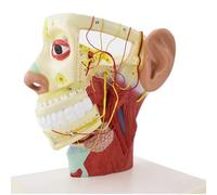 Modelo anatómico de nervios de media cabeza humana a tamaño real: modelo de cabeza neurovascular y muscular superficial para la enseñanza de medicina, biología y anatomía.