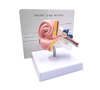Modelo anatómico de oído humano a escala 1:1 - Simulación articular profesional de escritorio for la enseñanza médica