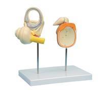 Modelo anatómico de oído humano, estructura interna, herramienta médica para mostrar herramienta anatómica interior