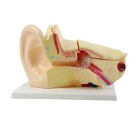 Modelo anatómico de oído interno de tamaño real, estructura realista del oído humano, herramienta de enseñanza de anatomía para educación científica, enseñanza de anatomía de PVC