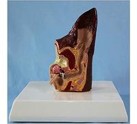 Modelo anatómico de oreja de perro - Ayuda de enseñanza de anatomía del oído canino, modelo patológico y anatómico de oreja de perro para educación médica