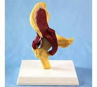 Modelo anatómico de órganos Humanos, Incluyendo el Modelo de la articulación de la Cadera Humana, Que refleja la relación Entre el fémur, la Pelvis y los músculos Humanos.
