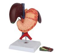 Modelo anatómico de órganos internos humanos a tamaño real, sección hepatobiliar, pancreática y duodenal con piezas extraíbles