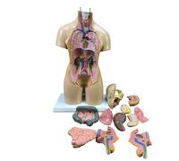 Modelo anatómico de órganos internos y sistema cardíaco, 21 piezas desmontables, torso humano de 55 cm para enseñanza de anatomía