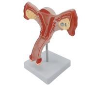 Modelo anatómico de órganos reproductores internos para uso