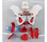 Modelo anatómico de pelvis femenina con órganos extraíbles para entrenamiento ginecológico y educación médica