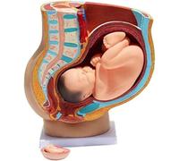 Modelo anatómico de pelvis femenina humana con modelo embarazo y feto extraíble - 40 semanas gestación