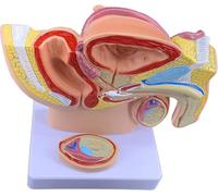 Modelo anatómico de pelvis masculina a tamaño real con genital - Escala 1:2. reproductivo y urinario for fines educativos.